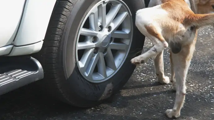 Hund pinkelt ans Auto