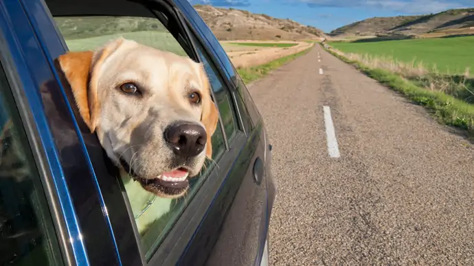 Hund steckt Kopf durch Autofenster