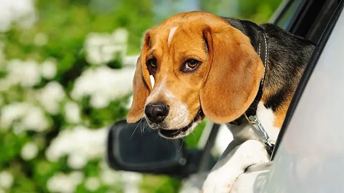 Beagle schaut aus Autofenster