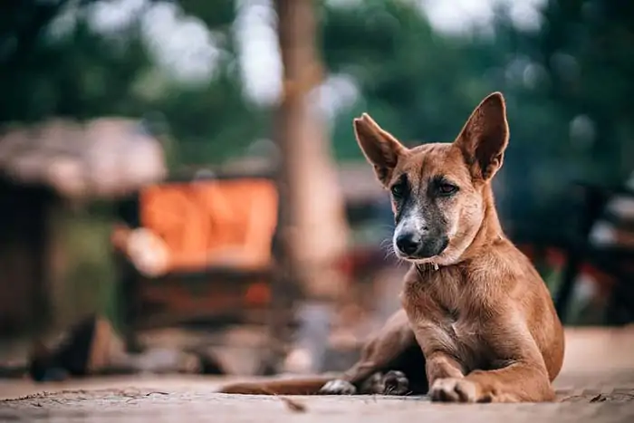 Hund auf der Strasse