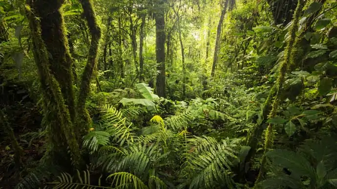 Impfungen für den Regenwald von Costa Rica