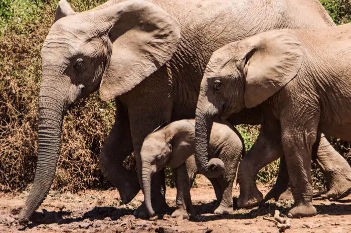 Autorundreise Südafrika Addo Elephant Park